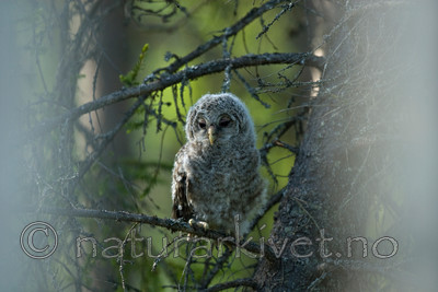 BB 09 0043 / Strix uralensis / Slagugle